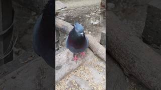 Best pogeon pigeon kabootar kabutar কবুতর shorts ytshots [upl. by Corri]