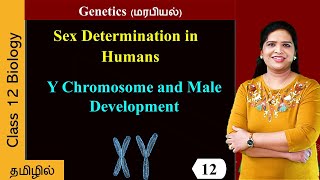 Y Chromosome and Male Development [upl. by Bonnell794]