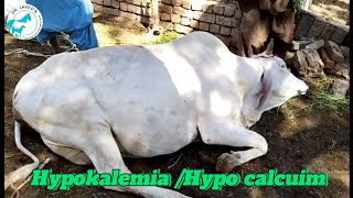 Hypokalemia Hypo calcuim in pregnant cowcattledisease animal cow calf [upl. by Atrahc]