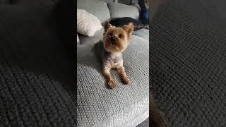 Funny Yorkie Barking [upl. by Nnanerak]