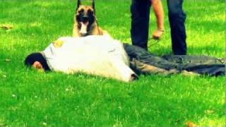 Hund vs Straftäter Polizeiübung  Hundestaffel PD Chemnitz Erzgebirge [upl. by Pris]