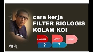 CARA KERJA FILTER BIOLOGIS KOLAM KOI Nitrifikasi  Tutorial Kolam Koi 7 [upl. by Keener712]