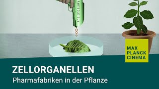 Zellorganellen  Pharmafabriken in der Pflanze [upl. by Seraphim]