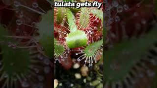 Sundew catches fly 🦟​ shorts sundew timelapse [upl. by Hachmin]