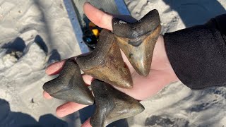 Finding Megalodon Sharks Teeth Diving Peace River [upl. by Erodasi]