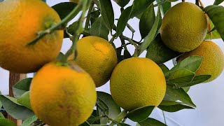 fertilizante organico para naranjas y así cosechar en menos tiempo [upl. by Truscott]