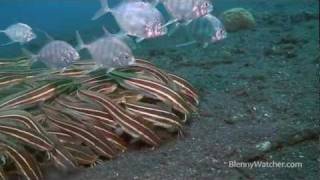 Striped Catfish Encounters in Lembeh [upl. by Analiese]