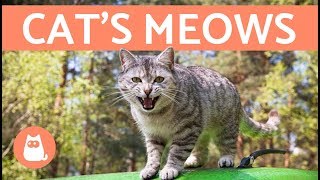 Cats Meows and What They Mean [upl. by Haven]