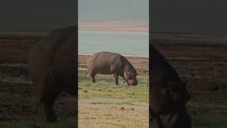 Hippos At Ngorongoro Crater [upl. by Ashil]