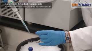 Tissue Homogenization Video  Biovision Inc [upl. by Eedebez]