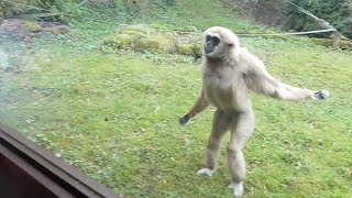 Funny Gibbon Intrigued by Guide Dog in Zoo [upl. by Hirschfeld865]