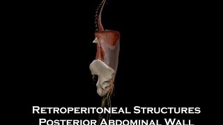 12 Retroperitoneal Structures Posterior Abdominal Wall [upl. by Auoy]