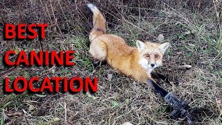 How to Trap a Red Fox at the Perfect Location [upl. by Eli]