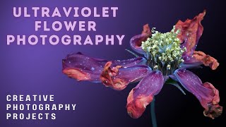 UV ultraviolet fluorescence flower photography  How to take photos of glow in the dark flowers [upl. by Juditha]