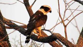 ACAUÃ e seu canto de mau agouro HERPETOTHERES CACHINNANS LAUGHING FALCON Gaviãocovacaiu [upl. by Blayne]