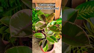 Rubber plant ficus elastica ruby easy to care youtubeshorts shorts rubberplant [upl. by Shelman]