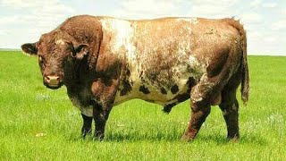 Shorthorn bulls [upl. by Eiloj947]