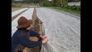 protecting brassicas with FLOATING ROW COVER [upl. by Tann210]