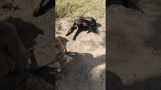 Blacky  pitbull and Jack full Masti today morning dog pitbullsofficial doglover animals jacky [upl. by Naillil]