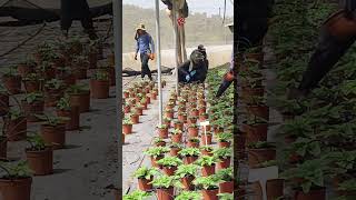 Drippers israel gardeningharvest flower gardening flowerharvest [upl. by Greenebaum]