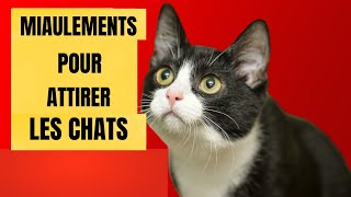 Des miaulements pour ATTIRER les Chats Des miaulements pour que votre chat vienne à vous [upl. by Jutta908]