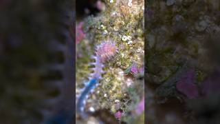 halloween Polychaeta bristleworm reef aquarium cleanupcrew [upl. by Aiblis]