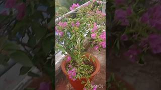 Nonoder Bari Sunday Special Vlog minivlog ytminivlog somasvlog subscribe [upl. by Arted132]