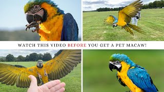 10 things you NEED to know before you get a blue and gold MACAW  SHELBY THE MACAW [upl. by Noisla]