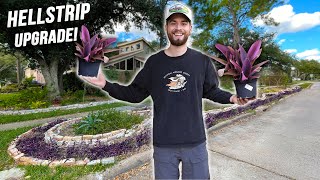 Hellstrip Garden Makeover On A Budget How To Propagate Purple Heart Plant Tradescantia pallida [upl. by Arten]