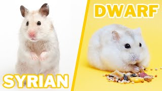 Syrian VS Dwarf Hamster Care [upl. by Yetta667]