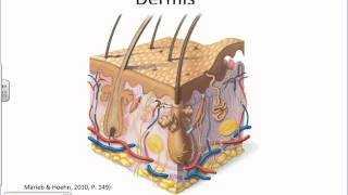 Integumentary System Overviewwmv [upl. by Strepphon]