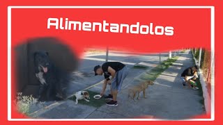 Alimentando a perros de la calle 2 [upl. by Rodrigo]