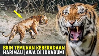 RESMI Harimau Jawa Ditemukan di Hutan Sukabumi BRIN Berhasil Menemukan Harimau Jawa [upl. by Glynias]