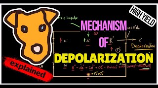 Mechanism of Depolarization Hyperpolarization [upl. by Eillor]