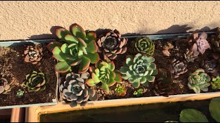 SUCCULENTS BASKING IN EARLY MORNING DIRECT SUNLIGHT  SUCCULENT CARE TIPS [upl. by Niamjneb]