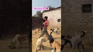 Meri pyari kali❤️dog love doglover shorts reels shortvideo [upl. by Rourke]