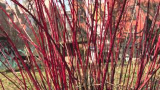 Fast Growing Red Twig Dogwood [upl. by Skcirdnek]