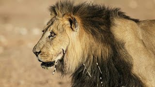 Planeta Carnívoro El León  Documental de Leones [upl. by Eelnodnarb903]