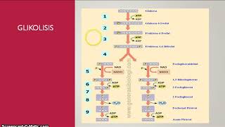 glikolisis itu apa sih [upl. by Cotterell]
