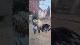 Cage ka high class Rooster 😎😱🐓 subscribe my channel shortvideo aseelmurga birds cage [upl. by Anile]