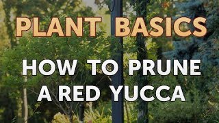 How to Prune a Red Yucca [upl. by Dent]