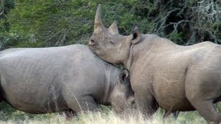 Intense Battle of Black Rhinos for Territory [upl. by Sateia]