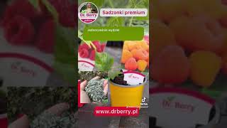 Sadzonki premium DrBerry i nawożenie organiczne Natureum to podstawa sukcesu w uprawie roślin [upl. by Dulcia573]