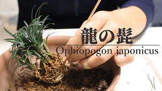 龍の髭の株分け山野草盆栽  Ophiopogon japonicus stock split [upl. by Riggins]