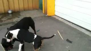 Bull terrier vs rottweiler [upl. by Emil]