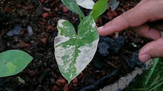 Alocasia Macrorrhiza Variegated Care thefirstplant [upl. by Gwenn]