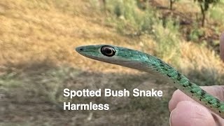 Spotted Bush Snake  Home invasion [upl. by Aihtenyc414]