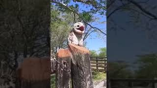 Potoo birds hauntingly beautiful sound [upl. by Mckay]