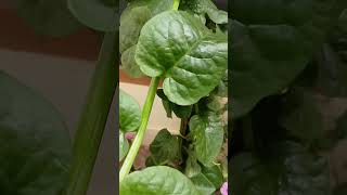 Mangalore basale Malabar spinachplz like and subscribe 🙏 [upl. by Zetnauq]