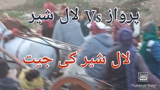 tanga race Lalsher vs Perwaz Horse lalashear won this race munsab k Hazro vlog Pakistan [upl. by Aleka]